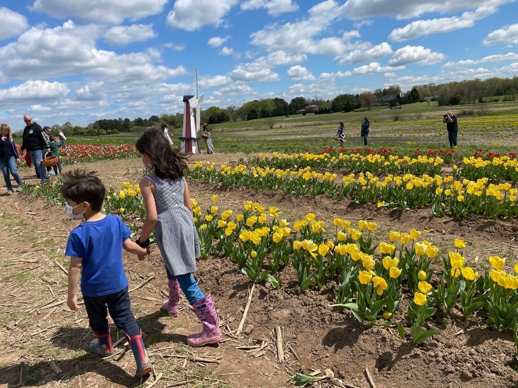 Burnside Farms Tulips