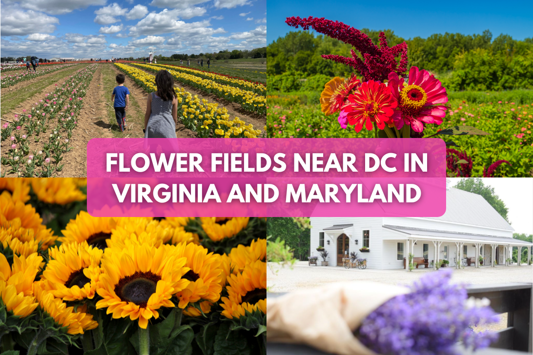 20 Flower Fields Near Me In DC, Virginia & Maryland for 2024