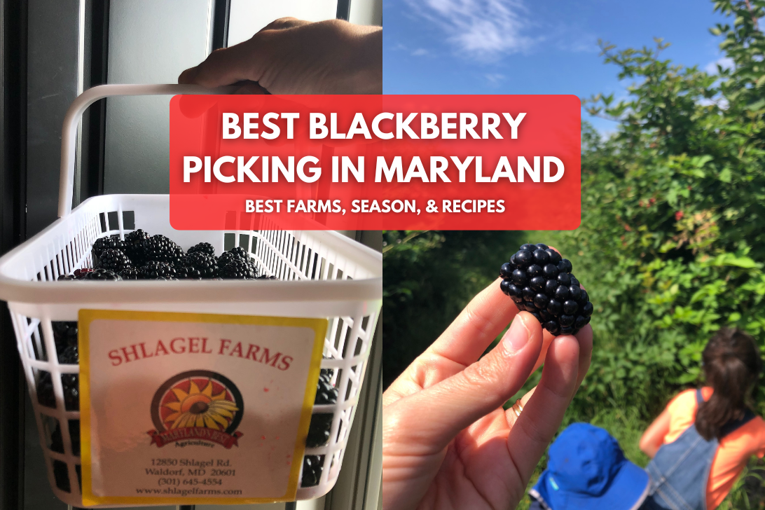 Blackberry Picking Near Me in Maryland Updated 2024