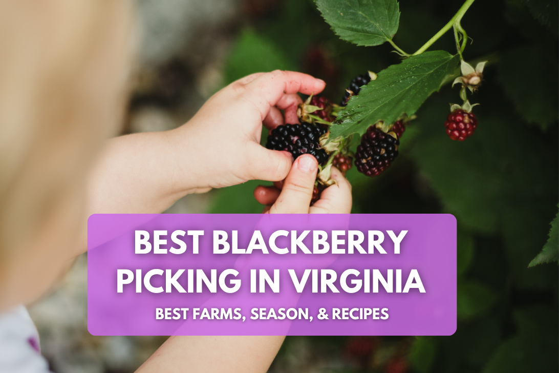 8 Blackberry Picking in Virginia PYO Farms Updated 2024