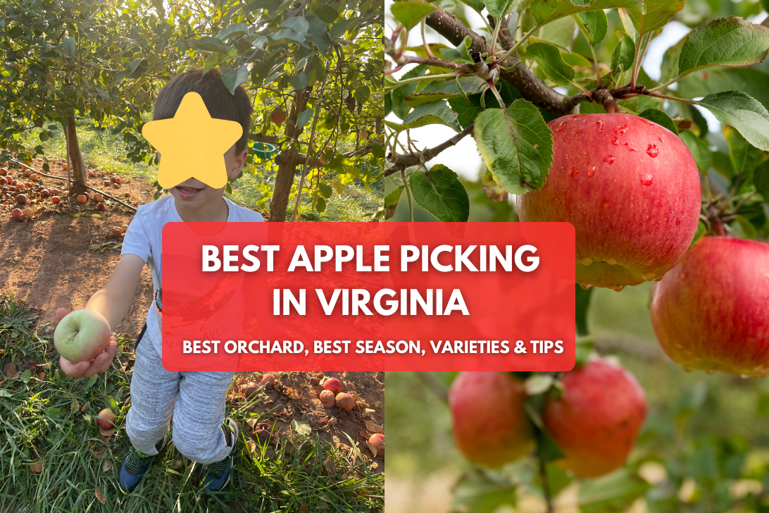 Picking Apples VA Northern Virginia Apple Orchard Tips